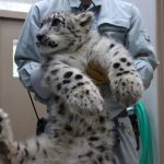 【動画】北海道・旭山動物園のユキヒョウの子どもが抱っこが大変なほど成長してるwwwwww 【動画】北海道・旭山動物園のユキヒョウの子どもが抱っこが大変なほど成長してるwwwwww
