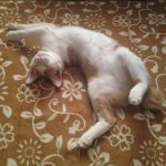 【画像あり】なんかすごい姿勢でうちの猫が寝てるwwwwwwwwww 【画像あり】なんかすごい姿勢でうちの猫が寝てるwwwwwwwwww