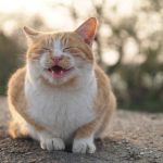 【画像大量】撮りまくった野良猫の画像貼っていく 【画像大量】撮りまくった野良猫の画像貼っていく