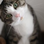 【朗報】うちのネッコ、無事美人に育成成功。(画像あり) 【朗報】うちのネッコ、無事美人に育成成功。(画像あり)