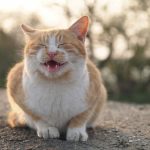 猫飼ったこと無い奴には分からないこと 猫飼ったこと無い奴には分からないこと