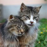 この猫以下の人生の奴wwwwwwwwwwwwwww (※画像あり) この猫以下の人生の奴wwwwwwwwwwwwwww (※画像あり)