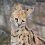 彡(^)(^)「けものフレンズは優しいアニメ、みんなフレンズやで」 彡(^)(^)「けものフレンズは優しいアニメ、みんなフレンズやで」