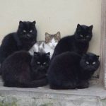 オタサーの騎士長(ナイトリーダー)やってたけど質問ある?wwwww オタサーの騎士長(ナイトリーダー)やってたけど質問ある?wwwww