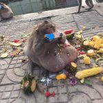 【画像】クソ猿、人間から餌をもらい過ぎてとんでもない姿になるwwwww 【画像】クソ猿、人間から餌をもらい過ぎてとんでもない姿になるwwwww