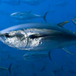 日本「クロマグロが絶滅するから世界で漁獲枠を作ろう」→「すまん、4月でもう超えちゃった」 日本「クロマグロが絶滅するから世界で漁獲枠を作ろう」→「すまん、4月でもう超えちゃった」