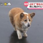 【画像】捨てられて野生化したイッヌがこちらwwwwwwwww 【画像】捨てられて野生化したイッヌがこちらwwwwwwwww