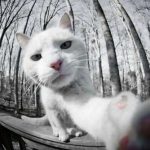 【画像】可愛くて仕方がない、自撮りをする動物の画像を集めたwwwwww 【画像】可愛くて仕方がない、自撮りをする動物の画像を集めたwwwwww