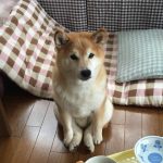 彡(^)(^)「イッヌの朝ごはんカリカリでええやろ」 彡(^)(^)「イッヌの朝ごはんカリカリでええやろ」