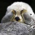 【画像】色んな「いないいないばぁ」の画像を交互に貼ってくスレwwwwwww 【画像】色んな「いないいないばぁ」の画像を交互に貼ってくスレwwwwwww