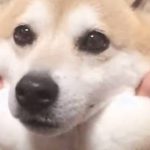 【画像】「伸びすぎだろっ!」ってツッコミたくなる画像を集めてみた。 【画像】「伸びすぎだろっ!」ってツッコミたくなる画像を集めてみた。