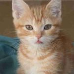 【画像】舌をしまい忘れている可愛い猫達の画像を集めてみた。 【画像】舌をしまい忘れている可愛い猫達の画像を集めてみた。