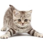 【画像】見てるだけでお前らのHPが回復しそうな画像wwww 【画像】見てるだけでお前らのHPが回復しそうな画像wwww
