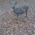 【画像】ワイ現在奈良公園、シカの可愛さに悶絶wwwwwww 【画像】ワイ現在奈良公園、シカの可愛さに悶絶wwwwwww