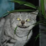 【閲覧注意】マジで恐怖!ゾッとする恐い画像貼ってくスレwwwwwwwwww 【閲覧注意】マジで恐怖!ゾッとする恐い画像貼ってくスレwwwwwwwwww