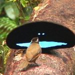 【画像】この世で最も黒い鳥の秘密が判明する!99.95%の光を吸収し極度に黒を保つwwwww 【画像】この世で最も黒い鳥の秘密が判明する!99.95%の光を吸収し極度に黒を保つwwwww