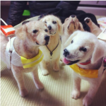 【画像】毛糸の犬のクオリティがスゴイと話題にwwwwwww 【画像】毛糸の犬のクオリティがスゴイと話題にwwwwwww