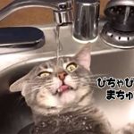 【画像】この水の飲み方が明らかにおかしい猫が面白すぎるwwwww 【画像】この水の飲み方が明らかにおかしい猫が面白すぎるwwwww