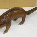【画像】絶滅危惧種センザンコウの剥製をネット販売した結果・・・ 【画像】絶滅危惧種センザンコウの剥製をネット販売した結果・・・