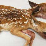【画像】これは珍種!「2つの頭を持つ鹿」が発見されるwwwwwwwwwww 【画像】これは珍種!「2つの頭を持つ鹿」が発見されるwwwwwwwwwww