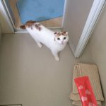 【画像】猫、5年ぶりに洗われることに「気づいた瞬間の顔」がじわじわくるwwwww 【画像】猫、5年ぶりに洗われることに「気づいた瞬間の顔」がじわじわくるwwwww