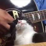 【画像】これは逆らえない ギターをひく人の手元でナデナデをおねだりするかわいすぎるネコちゃんwww 【画像】これは逆らえない ギターをひく人の手元でナデナデをおねだりするかわいすぎるネコちゃんwww