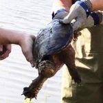 【衝撃】今夜の「池の水ぜんぶ抜く」がヤバイwwwwwwwwwwwwwwwww 【衝撃】今夜の「池の水ぜんぶ抜く」がヤバイwwwwwwwwwwwwwwwww