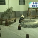 プールでくつろぐパンダをご覧くださいwwwwwwwwwwwwwwwwwwwwwwwwwwwww プールでくつろぐパンダをご覧くださいwwwwwwwwwwwwwwwwwwwwwwwwwwwww