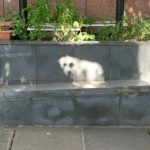 【画像】Twitter民「『白い犬がいる』と思ったら、木漏れ日でした。」 【画像】Twitter民「『白い犬がいる』と思ったら、木漏れ日でした。」