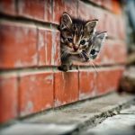 「猫ブームは困る」1000匹以上の猫を保護するNPOの女性、行動力と説得力がネットで話題に・・・ 「猫ブームは困る」1000匹以上の猫を保護するNPOの女性、行動力と説得力がネットで話題に・・・