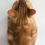 一目惚れして速攻で保存した画像wwwww 一目惚れして速攻で保存した画像wwwww