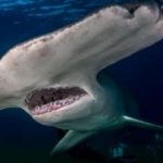 【異常気象】新種のサメが英国に出現wwwww 【異常気象】新種のサメが英国に出現wwwww