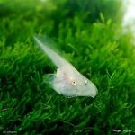 【42枚】 ペットショップで買えるちょっと面白い生き物を紹介したい 【42枚】 ペットショップで買えるちょっと面白い生き物を紹介したい