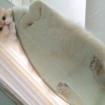 猫を下から見た画像wwwwwwwwwwwwwwwww 猫を下から見た画像wwwwwwwwwwwwwwwww