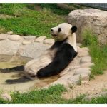 【画像】癒される!くつろいでいる動物たちの画像を貼ってくスレ。 【画像】癒される!くつろいでいる動物たちの画像を貼ってくスレ。