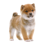 動物は好きだけど「ペットは家族」という感覚は無理な奴 動物は好きだけど「ペットは家族」という感覚は無理な奴