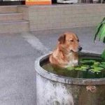 【画像】イッヌ、人目も気にせず入浴してしまうwwwwwwwww 【画像】イッヌ、人目も気にせず入浴してしまうwwwwwwwww