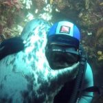 【動画】ダイバーと一緒に泳いだアザラシ、海に潜るとすぐに近づいてきて熱烈なハグwwwwwww 【動画】ダイバーと一緒に泳いだアザラシ、海に潜るとすぐに近づいてきて熱烈なハグwwwwwww