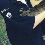 【戦慄】香里奈が抱くコアラに衝撃走る!!!!! 【戦慄】香里奈が抱くコアラに衝撃走る!!!!!
