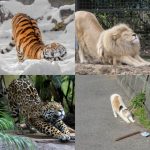 【画像】ネコ科、セクシーwwwwwwwwwww 【画像】ネコ科、セクシーwwwwwwwwwww