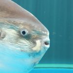 水族館「マンボウ展示したろ!」ワイ「行かなきゃ(使命感)」 水族館「マンボウ展示したろ!」ワイ「行かなきゃ(使命感)」