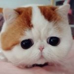 高畑充希「私の顔って、男性に嫌われるほどブスでもなく女性に嫉妬されるほどキレイじゃない」 高畑充希「私の顔って、男性に嫌われるほどブスでもなく女性に嫉妬されるほどキレイじゃない」