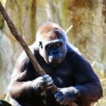 【悲報】橋本環奈ちゃんのマネージャー、オラつく 【悲報】橋本環奈ちゃんのマネージャー、オラつく
