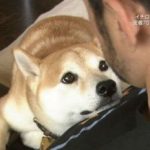 【画像】イチローの愛犬、一弓が……… 【画像】イチローの愛犬、一弓が………