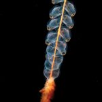 【画像】深海で意味不明な生物が見つかる 【画像】深海で意味不明な生物が見つかる