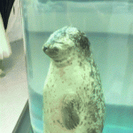【GIF】くっそwwwこんなのでwwwwっていうGIF貼ってく 【GIF】くっそwwwこんなのでwwwwっていうGIF貼ってく