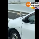 【画像】イッヌ、首都高を逆走wwwwwwwwwww 【画像】イッヌ、首都高を逆走wwwwwwwwwww
