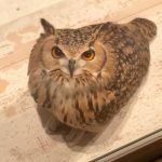 【画像】うちの猫ちゃん、フクロウに似てる 【画像】うちの猫ちゃん、フクロウに似てる