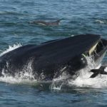 【画像】クジラに呑み込まれた男性、口の中から逃げ出して助かるwwwwwww 【画像】クジラに呑み込まれた男性、口の中から逃げ出して助かるwwwwwww