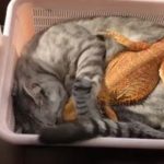 【画像】離れたくないニャ!トカゲさんをぎゅっと抱きしめて寄り添う猫ちゃんがかわいいwwwwww 【画像】離れたくないニャ!トカゲさんをぎゅっと抱きしめて寄り添う猫ちゃんがかわいいwwwwww